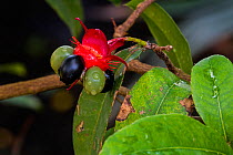 Mickey Mouse plant / Bird&#39;s eye bush (Ochna kirkii) showing drupelet fruit native to Tropical Africa. May