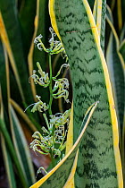 Mother-in-law's tongue / snake plant (Sansevieria trifasciata laurentii) in flower, native to tropical West Africa. May