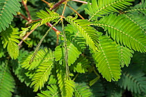 Sensitive plant (Mimosa pudica) close-up of leaflets folding inwards, native to South America and Central America. May