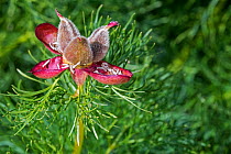 Fine-leaved peony / fern leaf peony (Paeonia tenuifolia) in flower, native to native to the Caucasus Mountains of Russia, Ukraine, Bulgaria, Romania, Serbia and Kazakhstan. May