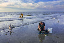 Shrimper sorting catch from shrimp drag net on the beach caught along the North Sea coast, Belgium. June