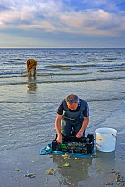 Shrimpers sorting catch from shrimp drag net / dragnet on the beach caught along the North Sea coast at dusk, Belgium. June