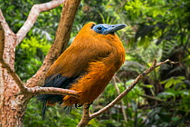 Capuchinbird / calfbird (Perissocephalus tricolor) perched in tree in forest, native to South America. Captive. Digital composite