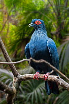 Madagascan blue pigeon (Alectroenas madagascariensis / Columba madagascariensis) endemic to Madagascar, Africa. Captive. Digital composite