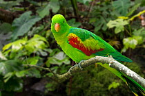 Jonquil parrot / olive-shouldered parrot (Aprosmictus jonquillaceus) perched in tree, native to Timor, Asia. Captive. Digital composite