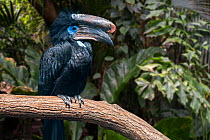 Black-casqued hornbill / black-casqued wattled hornbill (Ceratogymna atrata) male perched in tree, native to Africa. Captive. Digital composite