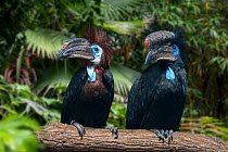 Black-casqued hornbill / black-casqued wattled hornbill (Ceratogymna atrata) male and female pair perched in tree, native to Africa. Captive. Digital composite