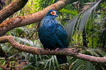 Madagascan blue pigeon / Madagascar blue-pigeon (Alectroenas madagascariensis) perched in tree, native to northern and eastern Madagascar, Africa. Captive. Digital composite