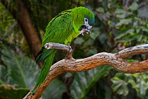 Red-shouldered macaw (Diopsittaca nobilis) perched in tree, South American parrot native to Venezuela, the Guianas, Bolivia, Brazil, and Peru. Captive. Digital composite