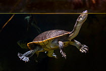 Roti Island snake-necked turtle / McCord&#39;s snakeneck turtle (Chelodina mccordi) surfacing to breathe in pond, native to Rote Island in Indonesia. Captive