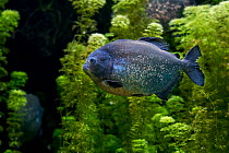 Red-bellied piranha / red piranha (Pygocentrus nattereri / Serrasalmus nattereri) swimming, native to South America. Captive