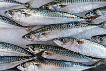 Atlantic mackerel (Scomber scombrus) fishes on ice on display in fish shop / fish market