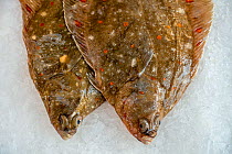 European plaice (Pleuronectes platessa) fishes on ice on display in fish shop / fish market