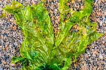Sea lettuce (Ulva lactuca) edible green alga washed ashore on rocky beach, Normandy, France, June