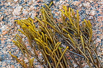 Bifurcaria bifurcata, brown alga seaweed washed ashore on rocky beach, Normandy, France, June