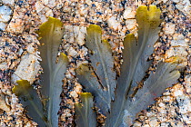 Toothed wrack / serrated wrack (Fucus serratus) seaweed of the north Atlantic Ocean, Normandy, France, June