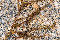 Japanese wireweed (Sargassum muticum), invasive brown seaweed originally from Japan, Normandy, France, June