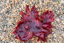 Irish moss / carrageen moss (Chondrus crispus) red alga washed ashore on rocky beach, Normandy, France, June