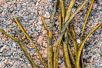 Thongweed / sea thong / sea spaghetti (Himanthalia elongata / Fucus elongatus), brown alga seaweed washed ashore on rocky beach, Normandy, France, June