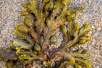 Spiral wrack / flat wrack (Fucus spiralis), brown alga seaweed washed ashore on rocky beach, Normandy, France, June
