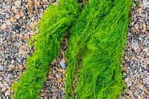 Cladophora rupestris, green alga washed on rocky beach, Normandy, France, June