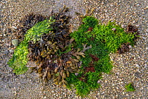 Gutweed (Ulva intestinalis / Enteromorpha intestinalis), sea lettuce (Ulva lactuca) and spiral wrack / flat wrack (Fucus spiralis) washed on beach, Normandy, France, June