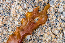 Sugar kelp / sea belt / Devil&#39;s apron (Saccharina latissima / Laminaria saccharina) brown alga seaweed washed ashore on rocky beach, Normandy, France, June