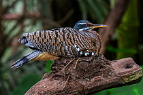 Sunbittern (Eurypyga helias / Ardea helias) on nest, native to tropical regions of the Americas. Captive
