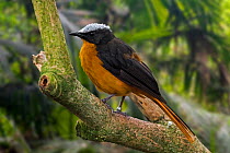 Snowy-crowned robin-chat / snowy-headed robin-chat (Cossypha niveicapilla) perched in tree, native to tropical forests in Africa. Captive. Digital composite