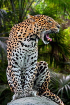 Javan leopard (Panthera pardus melas) roaring, native to the Indonesian island of Java. Captive. Digital composite