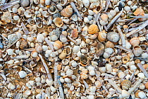 Complete and fragmented shells washed ashore on wrack zone / wrack line on sandy beach along the North Sea coast at low tide, Belgium, June