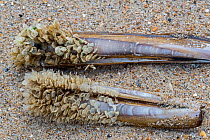 Egg cases / eggs of netted dog whelk (Tritia reticulata / Nassarius reticulatus) attached to Razor shells, ashed ashore on beach, Hauts-de-France, France, July