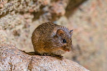 Hispid cotton rat (Sigmodon hispidus) rodent native to South America, Central America, and southern North America. Captive