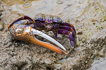 West African fiddler crab (Uca tangeri / Gelasimus cimatodus) male with huge claw on muddy beach, native to coast of West Africa. Captive