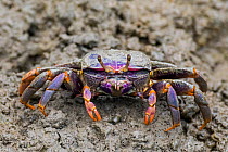West African fiddler crab (Uca tangeri / Gelasimus cimatodus ) female on muddy beach at low tide, native to coast of West Africa. Captive
