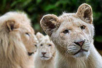Leucistic white lions (Panthera leo krugeri) male and juveniles, Captive.