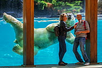 Visitors taking selfie with smartphone while giant polar bear (Ursus maritimus) is swimming past, Zoo de la Fleche, France, September 2019