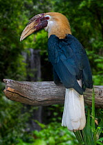 Blyth&#39;s hornbill / Papuan hornbill (Rhyticeros plicatus / Aceros plicatus) male in rain forest, native to Wallacea and Melanesia. Captive. Digital composite