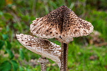Two parasol mushrooms (Macrolepiota procera) in autumn / fall, close-up of caps, France, October