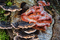 Trembling Merulius / jelly rot (Phlebia tremellosa / Merulius tremellosus) and turkey tail / many zoned polypore (Trametes versicolor) on tree stump, France, October