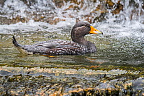 Fuegian steamer duck / Magellanic flightless steamer duck (Tachyeres pteneres) flightless duck from South America. Captive