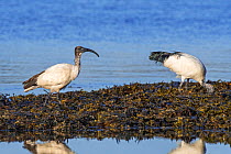 Two African sacred ibises (Threskiornis aethiopicus) introduced species foraging on seaweed covered beach along the Atlantic coast in Brittany, France, September