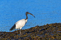 African sacred ibis (Threskiornis aethiopicus) introduced species foraging on seaweed covered beach along the Atlantic coast in Brittany, France, September