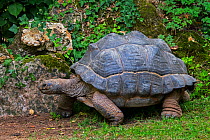 Aldabra giant tortoise (Aldabrachelys gigantea / Testudo gigantea) native to the islands of the Aldabra Atoll in the Seychelles. Captive