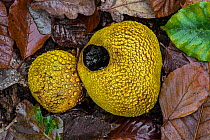 Common earthballs (Scleroderma citrinum / Scleroderma aurantium) on the forest floor in autumn, France, November