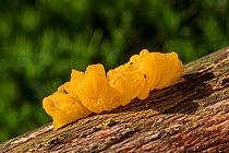 Yellow brain / golden jelly fungus / witches&#39; butter (Tremella mesenterica / Helvella mesenterica) on tree trunk in autumn forest, France, November