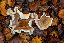 Fleecy milk-cap (Lactifluus vellereus / Lactarius vellereus) on the forest floor in beech woodland in autumn, France, November