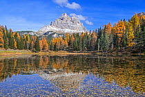 Mountain Drei Zinnen and larch trees reflected in water of Lake Lago d&#39;Antorno in the Tre Cime Natural Park in autumn, Dolomites, South Tyrol, Italy, October