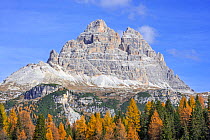 South face of the mountain Drei Zinnen / Tre Cime di Lavaredo and larch trees in the Tre Cime Natural Park in autumn, Dolomites, South Tyrol, Italy, October