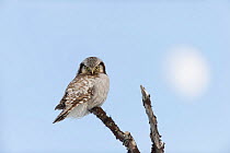 Northern Hawk owl (Surnia ulula), Vauldalen, Norway, April.